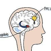 Zusammenwirken von Amygdala und PFC