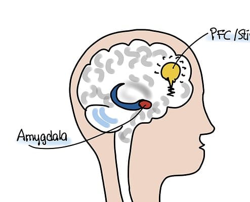 Zusammenwirken von Amygdala und PFC